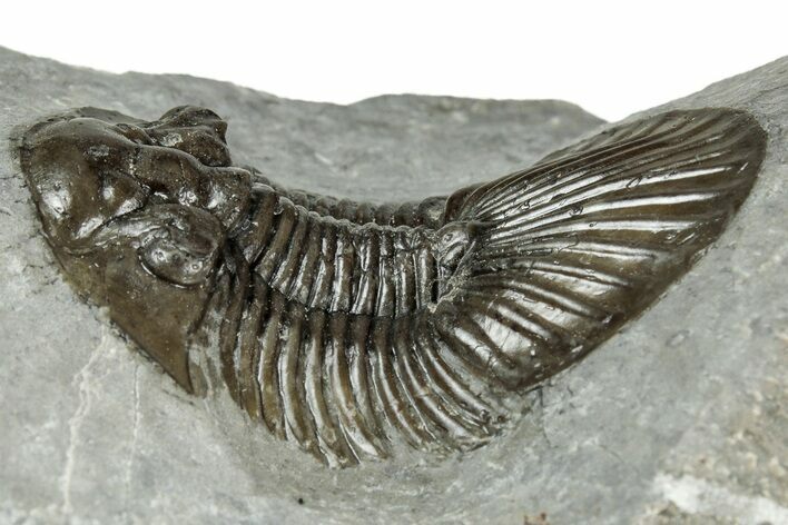 Detailed Scabriscutellum Trilobite - Morocco #359140